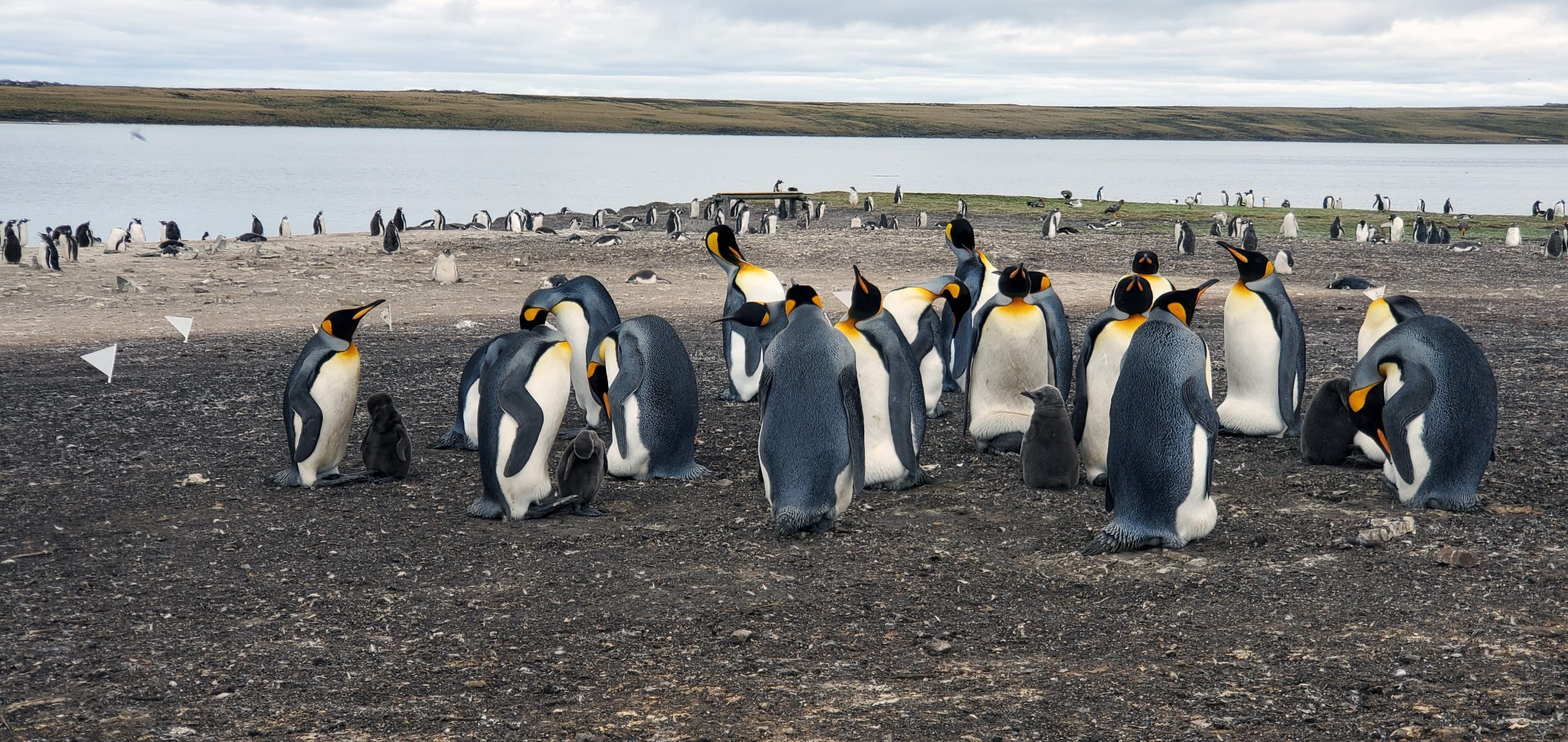 2020 South America Antarctica Port Stanley Falkland Islands Cruise Talk   FalklandIsland Scaled 